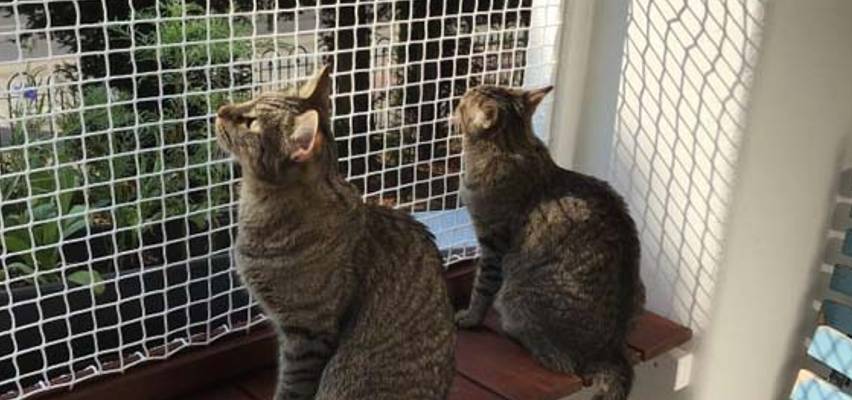 Pets Safety Nets Fixing Near Me Bangalore